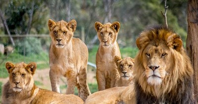 जंगल के राजा का मीट करता है लोगों को हैरान (इमेज- फाइल फोटो)