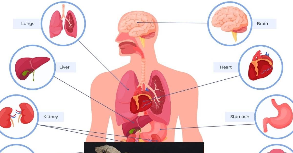 इंसान के अंदर भी होता है छिपकली की दुम जैसा एक अंग, कैसे कटकर फिर उग आता है? डॉ. दिनेश भारती से जानिए