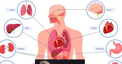 इंसान के शरीर के अंदर भी होता है छ‍िपकली की दुम जैसा अंग, जान‍िए 