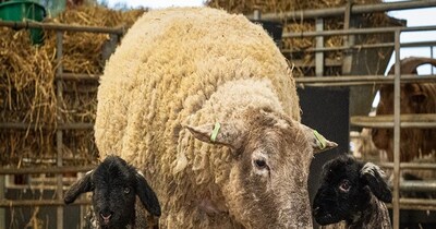 इस भेड़ की तस्वीरों ने सोशल मीडिया पर खूब चर्चा बटोरी थी (इमेज- फाइल फोटो)