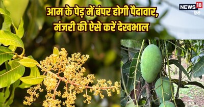 आम के पेड़ की देखभाल के तरीके.