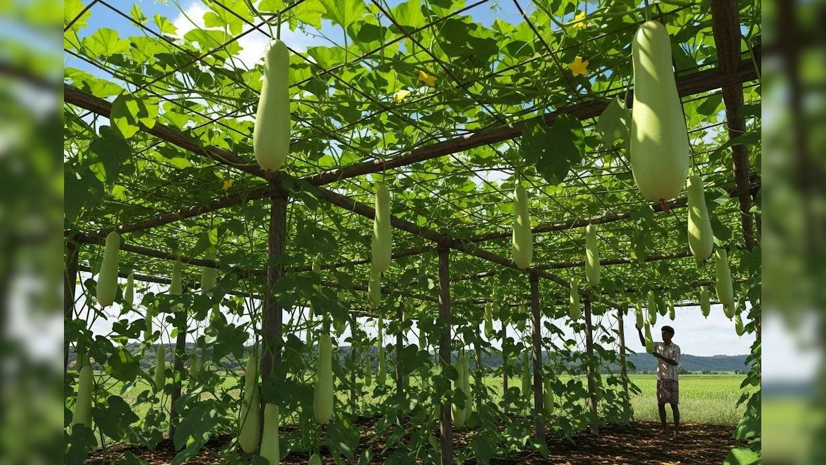 ताइवानी लौकी की खेती! लागत 10 हजार और कमाई 80 हजार, किसान हो रहा मालामाल