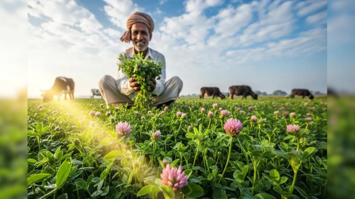 1 बार लगाएं, 4 बार काटें! इस घास को खिलाते ही बाल्टी भर दूध देंगी गाय-भैंस, फैट देख दंग रह जाएंगे – News18 हिंदी