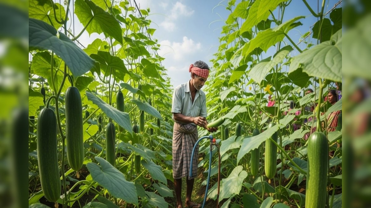 सिर्फ 60 दिन में तैयार फसल, गर्मी से पहले खेत में लगा दे यह सब्जी, दो महीने में ही मोटा होगा मुनाफा
