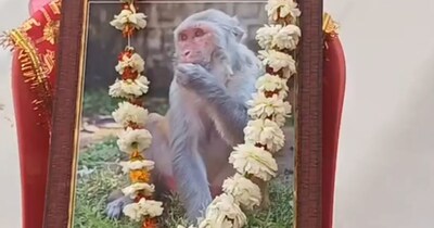 सीहोर के आष्‍टा में बंदर की मौत से शोक की लहर है. 