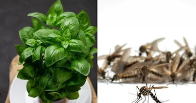 Natural Mosquito Repellents: 5 Plants to Keep Your Home Mosquito-Free This Summer
