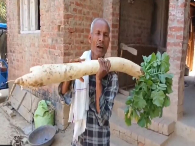 बाप रे बाप! प्रतापगढ़ के इस किसान ने कमाल कर दिया, खेत में उगाई 5 फीट की मूली
