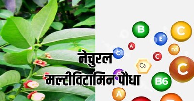 चक्रमुनी: आयुर्वेदाचे मल्टीविटामिन, प्रत्येक व्हिटॅमिनची कमतरता करेल दूर