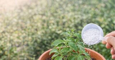 गार्डनिंग टिप्स