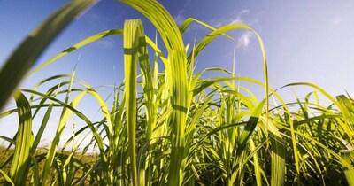 गाय-भैंसों को खिलाएं नेपियर घास