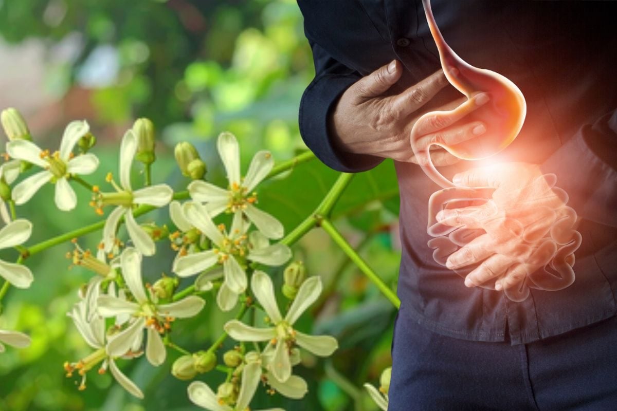 नीम के फूल सेहत के लिए वरदान, हीटवेव से अपच तक में कारगर, जानें सेवन का तरीका