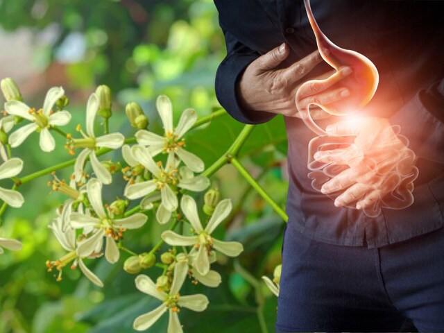 नीम के फूल सेहत के लिए वरदान, हीटवेव से अपच तक में कारगर, जानें सेवन का तरीका