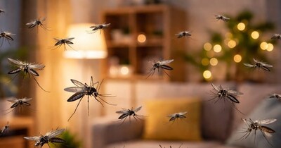  मच्छर भगाने के घरेलू उपाय