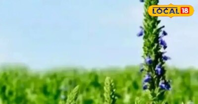 नीलगायों से परेशान किसान ने उगाया सुपरफूड, ₹1500 लगाकर बना लखपति.