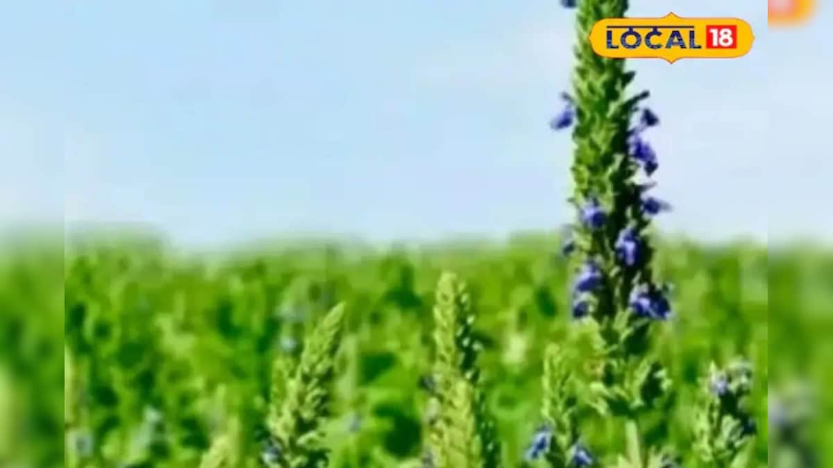 नीलगायों ने बदली किस्मत, परेशान किसान ने लगाया सुपर फूड! 1500 रुपये लगाकर बन गया लखपति – News18 हिंदी