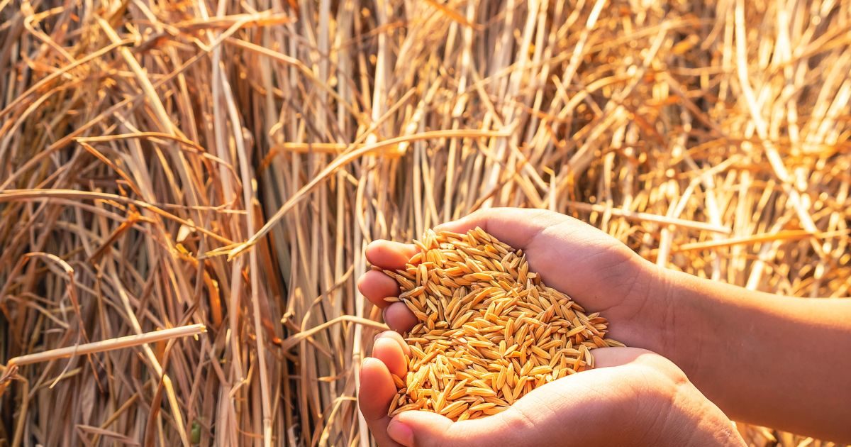 गेहूं और धान की खरीद में अब ज्‍यादा मिलेगा कमीशन, सरकार के फैसले से आढ़तियों की चांदी, कितने रुपये बढ़ाए?