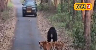 पीटीआर में भालू का बाघ पर हमला.