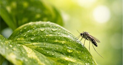  मच्छरों से बचाव कैसे करें