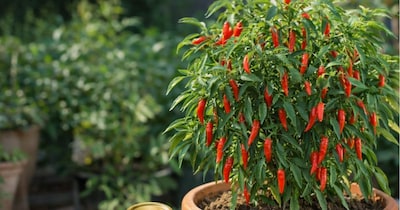 मिर्ची का पौधा कैसे उगाएं