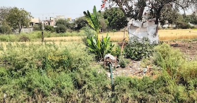 भोपाल के गंदे नालों का पानी खेतों में सिंचाई के काम लिया जा रहा है. 