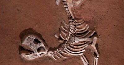 फॉसिल ने किया नन्हे डायनसोर की प्रजाति का खुलासा (इमेज- फाइल फोटो)