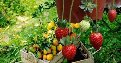 बाल्कनीमध्ये 7 उन्हाळी फळे वाढवा: ताजी फळे मिळवण्यासाठी सोप्या बागकाम टिप्स