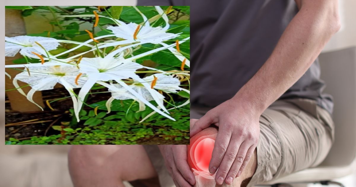 औषधीय गुणों से भरपूर ये फूल, गठिया-बुखार में तुरंत पहुंचाता है राहत