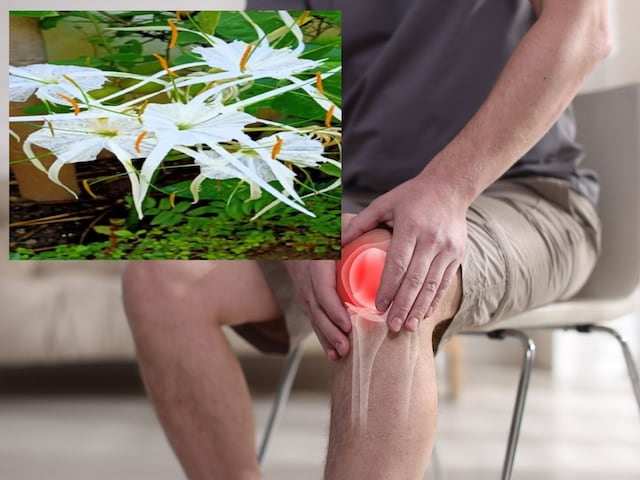   ঔষধি গুণে ভরপুর এই ফুল বাত ও জ্বর থেকে তাৎক্ষণিক মুক্তি দেয়।