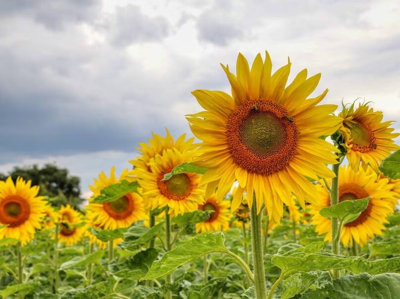 सूर्यमूखी का पौधा