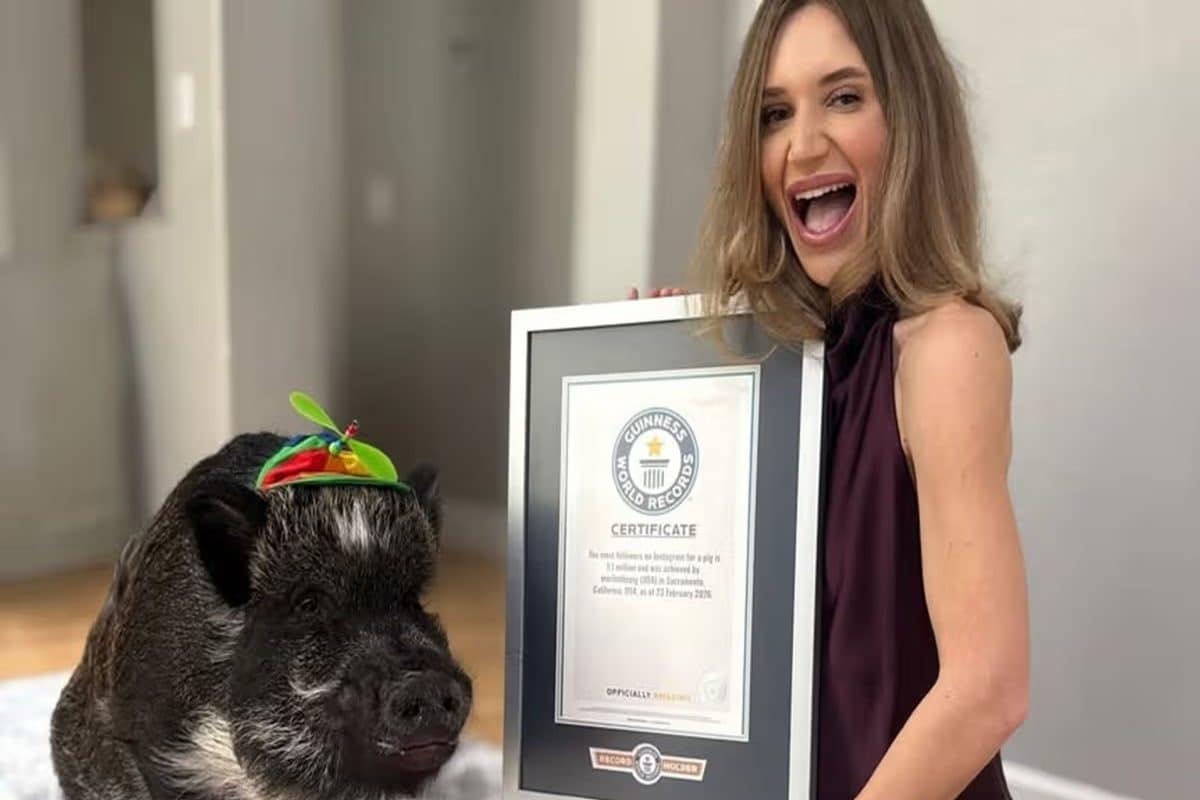 'बोलने वाले' सूअर ने बनाया वर्ल्ड रिकॉर्ड, करता है मालिक से बात, हर समय बोलता है I Love You