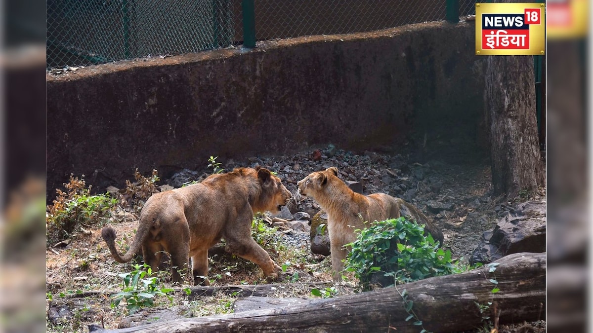 हाईवे पर अचानक से पहुंच गया शेर, लोगों की थम गईं सांसें