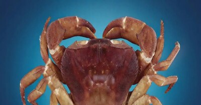 लोगों के अंदर जगी इस अनोखे केकड़े की डिटेल जानने की ललक (इमेज- फाइल फोटो) 