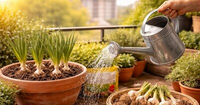  घर पर लहसुन उगाने का तरीका