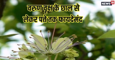  वरुण वृक्ष के छाल से लेकर पत्ते तक फायदेमंद.