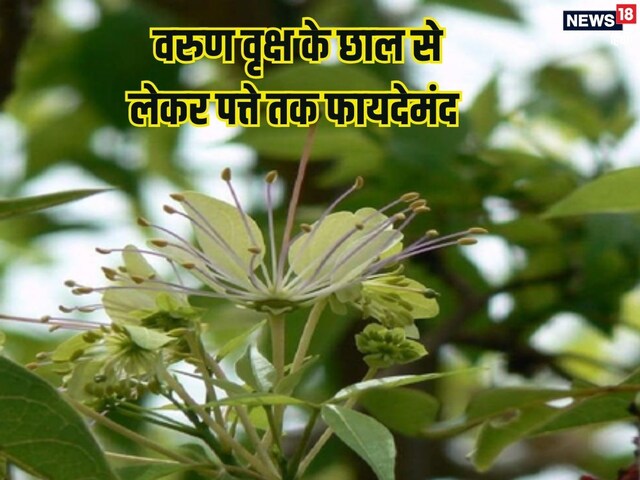 এই গাছের বাকল, শিকড় ও পাতা উপকারী, ইউটিআই ও পাথরের জন্য ওষুধ।