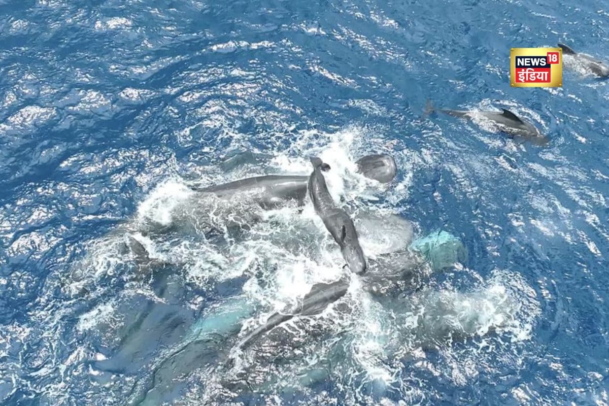 VIDEO: इंसानों जैसी ममता! एक व्हेल मां बनने वाली थी, मदद के लिए घेरा बनाकर खड़ी हो गईं 10 सहेलियां
