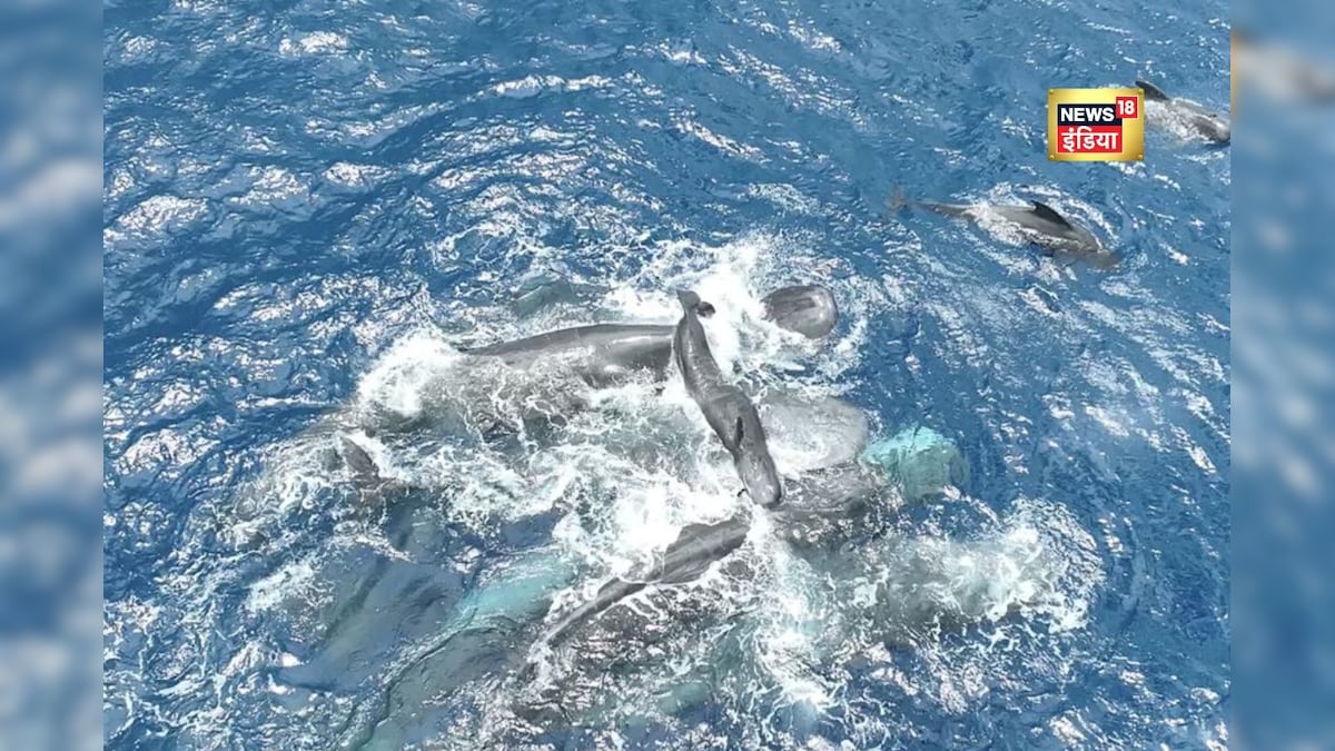 इंसानों जैसी ममता! एक व्हेल मां बनने वाली थी, मदद के लिए घेरा बनाकर खड़ी हो गईं 10 सहेलियां – News18 हिंदी