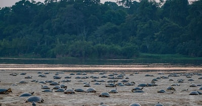 विलुप्त होने की कगार पर है कछुए की ये प्रजाति (इमेज- फाइल फोटो) 