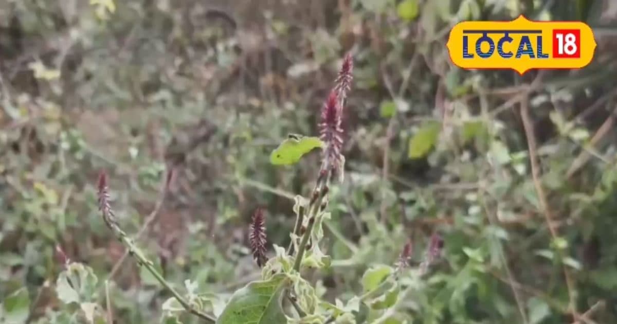 पायरिया और दांत दर्द होगा छूमंतर! रामबाण इलाज चिरचिटा का पौधा, जानें दातुन का चमत्कार