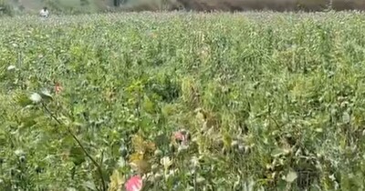 छत्तीसगढ़ के रायगढ़ में अफीम की अवैध खेती का मामला