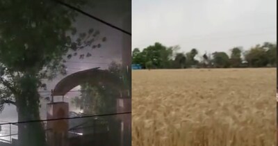 छतरपुर में बेमौसम बारिश का कहर, गेहूं की फसल पर संकट गहराया