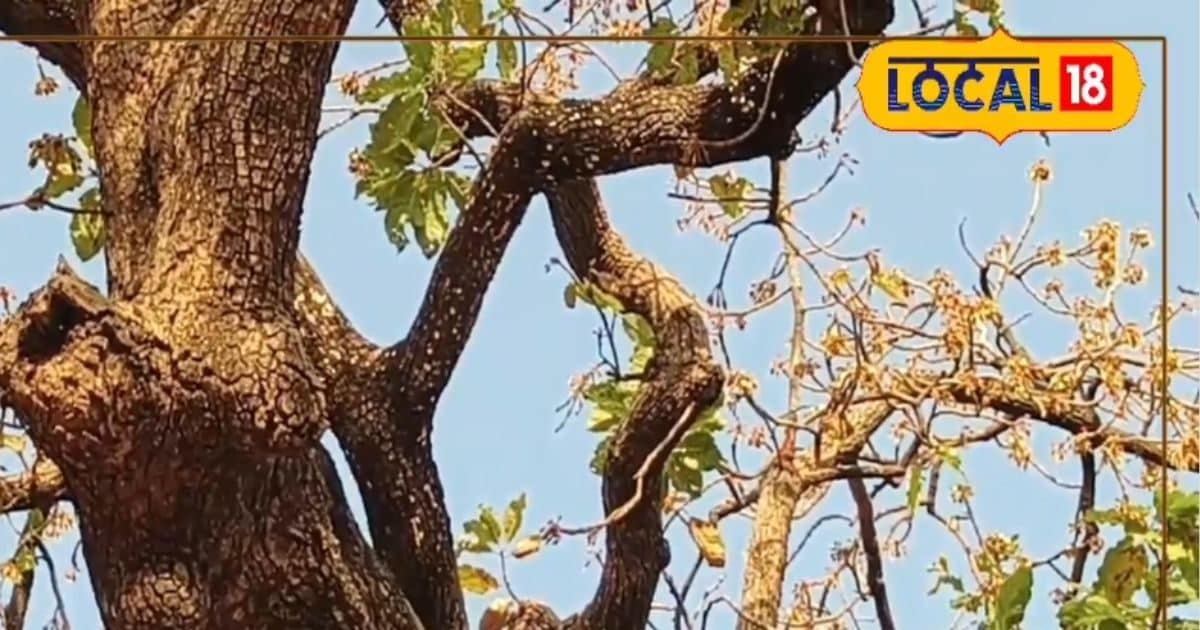 गर्मी के सीजन और ये पेड़ बनता है गरीबों का सोना, चंद दिन की कमाई, पूरे साल का सहारा