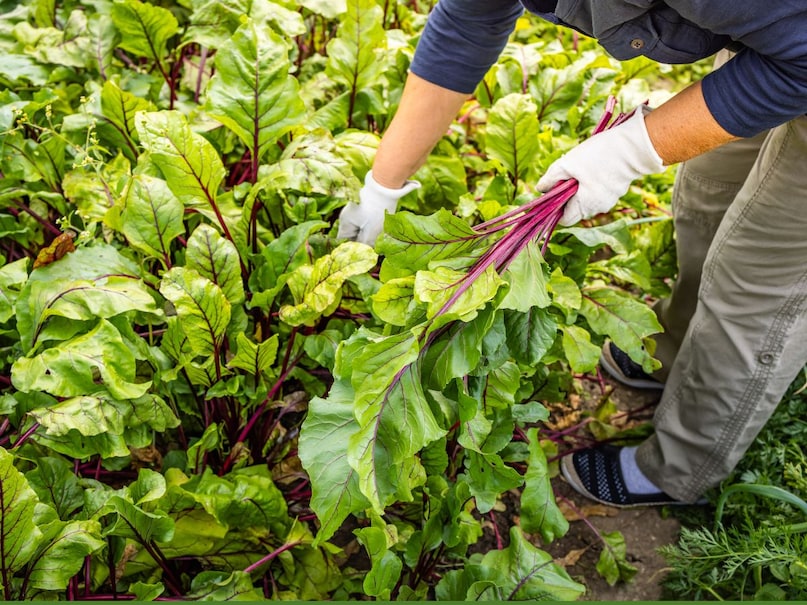 बीट ग्रीन्स यानी चुकंदर के हरे पत्ते, जिन्हें अक्सर लोग नजरअंदाज कर देते हैं, लेकिन ये पोषण से भरपूर होते हैं. इनमें अच्छी मात्रा में प्रोटीन, आयरन, कैल्शियम और फाइबर पाया जाता है, जो खून की सेहत, पाचन और हड्डियों की मजबूती के लिए फायदेमंद माने जाते हैं. इनमें फैट और कैलोरी बहुत कम होती है, इसलिए हेल्दी डाइट में इन्हें आसानी से शामिल किया जा सकता है. बीट ग्रीन्स को स्मूदी, सूप या मसालों के साथ हल्का भूनकर साइड डिश की तरह खाया जा सकता है. करीब 100 ग्राम बीट ग्रीन्स में लगभग 2.2 ग्राम प्रोटीन मिलता है, जिससे यह प्लांट बेस्ड प्रोटीन और जरूरी मिनरल्स पाने का शानदार तरीका बन जाता है.
