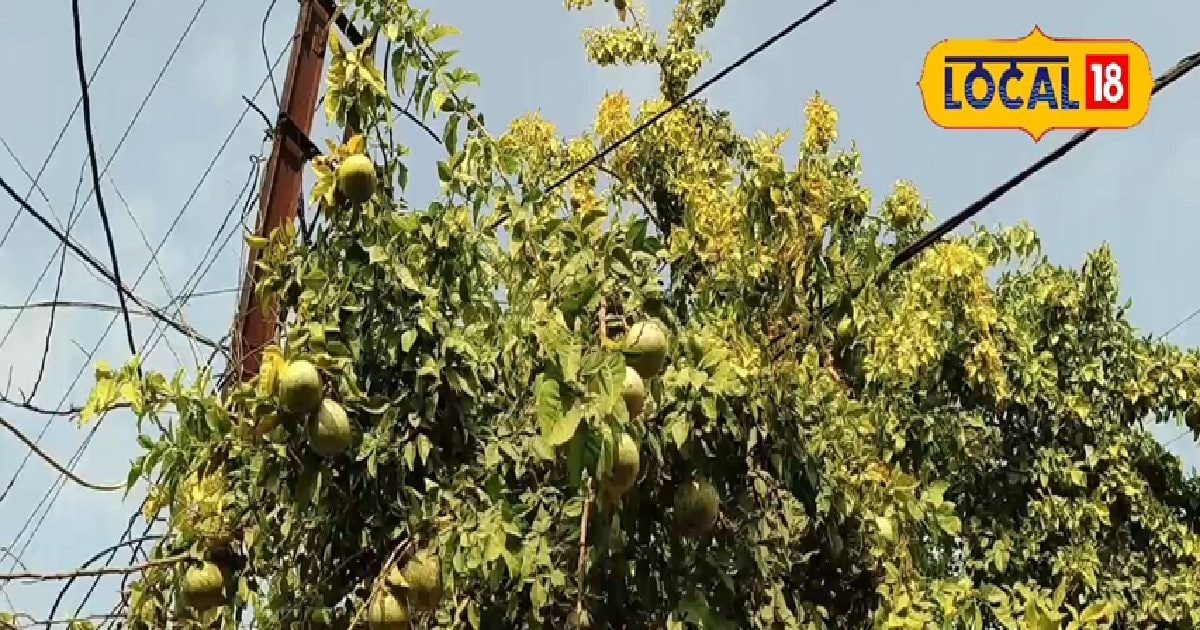 फल है या चमत्कार? गांवों में इसे कहते ‘पेट का डॉक्टर’, गर्मी में जरूर खाएं