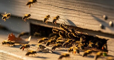 घराभोवती मधमाशांचे पोळे कसे ओळखावे? येथे जाणून घ्या योग्य मार्ग!