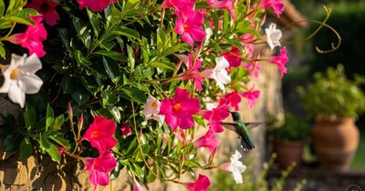 April Gardening Tips