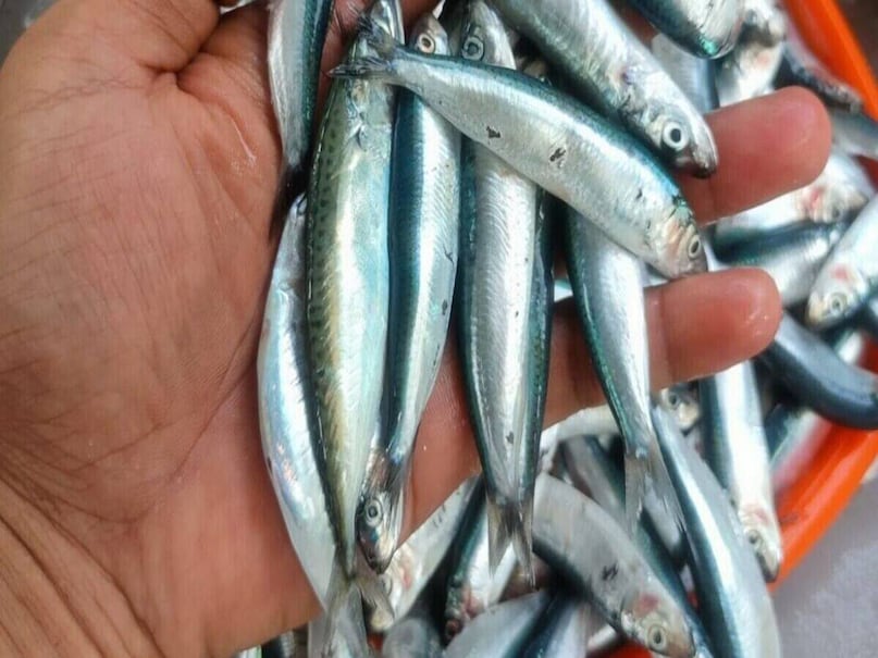 আজকাল আমাদের দেশে রুই, কাতলা, পাবদা, পার্শে, ইলিশের পাশাপাশি শঙ্কর, ক্ষঙ্গা মাছ, টুনা, কার্প, ইয়েলো রক, টাং ফিশ, কোটুয়া, উইরাল থেকে শুরু করে চিংড়ি পর্যন্ত শত শত নানা ধরণের মাছ খাওয়া হয়। আজকাল আমাদের দেশে রুই, কাতলা, পাবদা, পার্শে, ইলিশের পাশাপাশি শঙ্কর, ক্ষঙ্গা মাছ, টুনা, কার্প, ইয়েলো রক, টাং ফিশ, কোটুয়া, উইরাল থেকে শুরু করে চিংড়ি পর্যন্ত শত শত নানা ধরণের মাছ খাওয়া হয়।