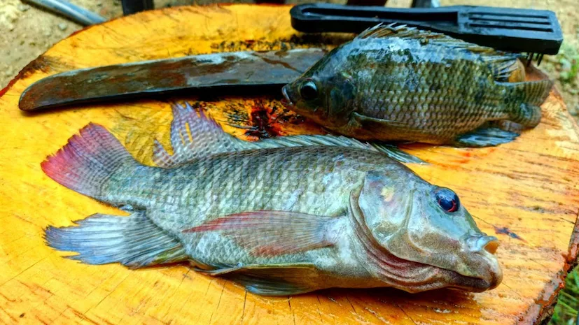 এমনই একটি মাছ দক্ষিণ ভারতে খুব জনপ্রিয় এবং এটি খুব পুষ্টিকরও বটে। এককথায় এই মাছটি আসলে পুষ্টির ভাণ্ডার। এটি আর কিছুই নয়, সুপরিচিত জিলিপি মাছ। নাম শুনে অবাক হলেও দেখলেই চিনতে পারবেন আপনিও। এমনই একটি মাছ দক্ষিণ ভারতে খুব জনপ্রিয় এবং এটি খুব পুষ্টিকরও বটে। এককথায় এই মাছটি আসলে পুষ্টির ভাণ্ডার। এটি আর কিছুই নয়, সুপরিচিত জিলিপি মাছ। নাম শুনে অবাক হলেও দেখলেই চিনতে পারবেন আপনিও।