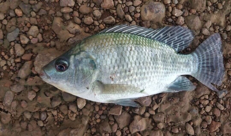 স্যালমন মাছ ওমেগা-৩ ফ্যাটি অ্যাসিডের অন্যতম প্রধান উৎস হলেও, জিলিপি মাছেও এটি প্রচুর পরিমাণে থাকে। চিকিৎসকেরা বলেন যে এই মাছ খেলে প্রদাহ কমে। এটি ট্রাইগ্লিসারাইডের মাত্রা কমাতে সাহায্য করে। এছাড়াও, এই মাছ ধমনীতে প্লাক জমাকে বিলম্বিত করে। স্যালমন মাছ ওমেগা-৩ ফ্যাটি অ্যাসিডের অন্যতম প্রধান উৎস হলেও, জিলিপি মাছেও এটি প্রচুর পরিমাণে থাকে। চিকিৎসকেরা বলেন যে এই মাছ খেলে প্রদাহ কমে। এটি ট্রাইগ্লিসারাইডের মাত্রা কমাতে সাহায্য করে। এছাড়াও, এই মাছ ধমনীতে প্লাক জমাকে বিলম্বিত করে।