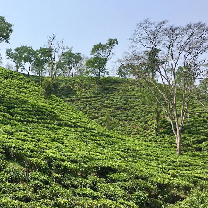After PM Modi’s Manohari Visit, A Look At Assam’s Most Iconic Tea Estates
